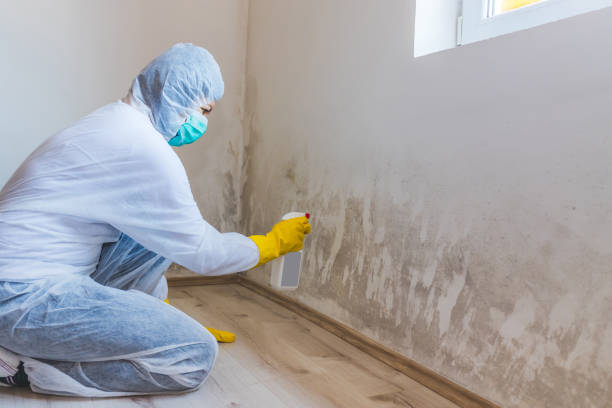 Black mold inspection in Rockville