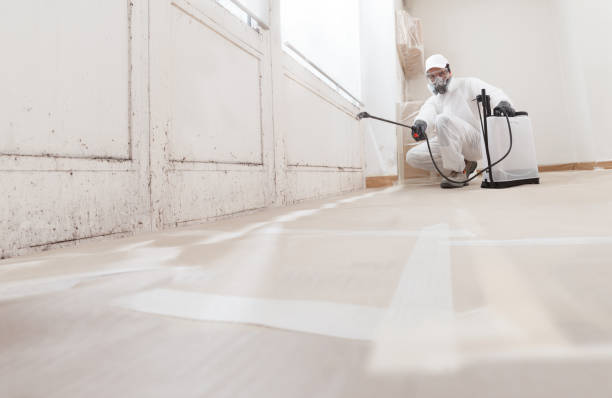 Black mold remediation team in Rockville